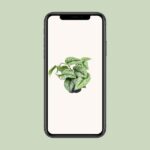 Scindapsus Pictus Trebie - Ø12cm - ↕15cm - Imagen 4