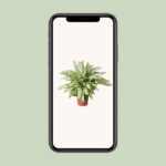 Calathea Orbifolia - Ø24cm - ↕70cm - Imagen 4