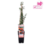 Pyracantha 'Orange Glow' - ↨65cm - Ø15 - Imagen 7
