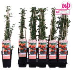 Pyracantha 'Orange Glow' - ↨65cm - Ø15 - Imagen 8