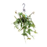 Philodendron Scandens Brasil - Ø17cm - ↕35cm
