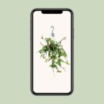 Philodendron Scandens Brasil - Ø17cm - ↕35cm - Imagen 4