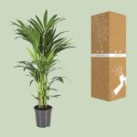 Rhipsalis Pilocarpa - Ø17cm - ↕30cm - Imagen 3